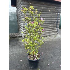 Магнолія «Сюзан» (Magnolia 'Susan')150 см